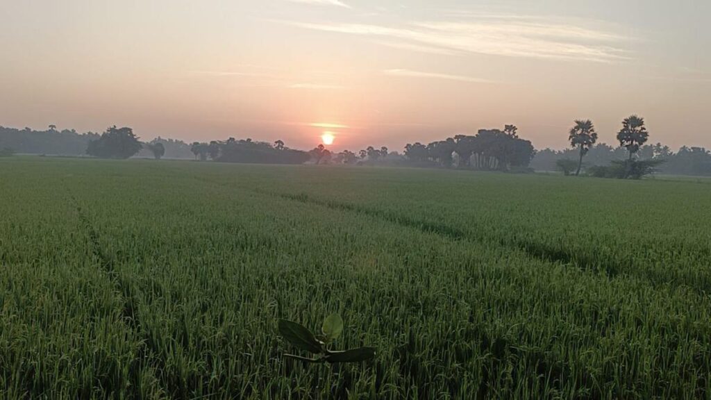 Dewfall raises risk to samba, thaladi paddy in Nagapattinam 1001426255